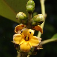 Avicennia officinalis L.